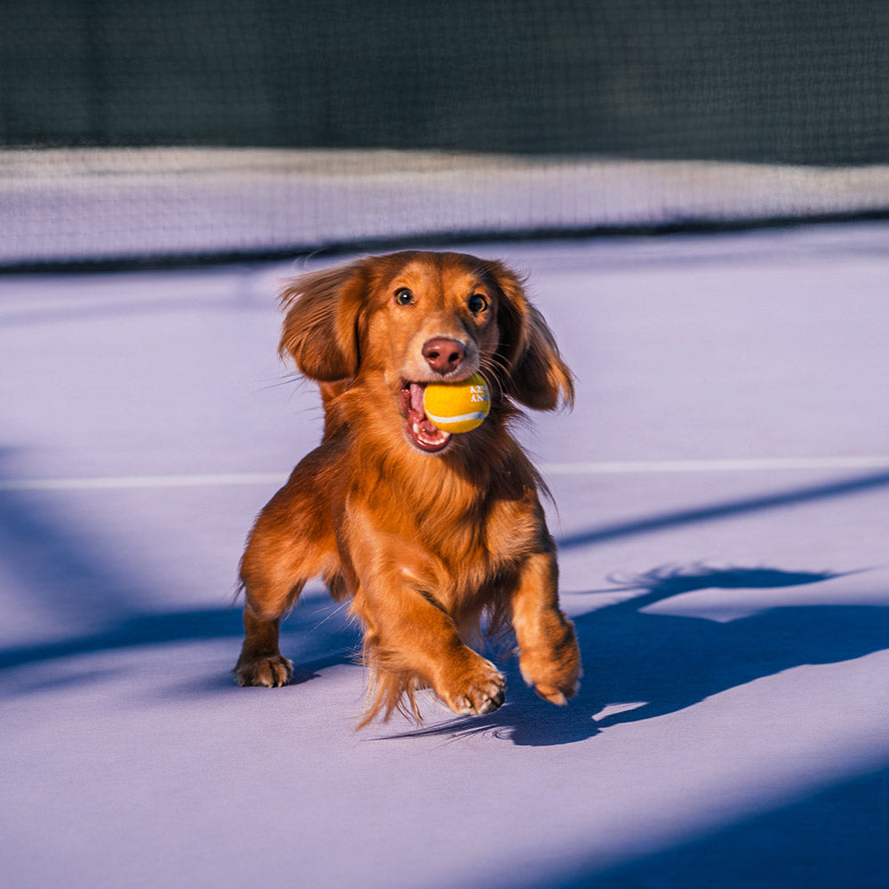 Tennis Ball Dog Toy - Squeaky & Bounce - Image 3