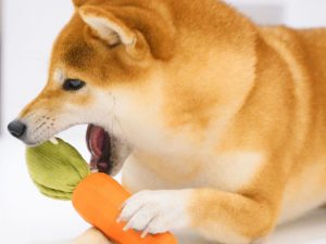 Carrot Squeaky Toy Durable Dog Chew Toy