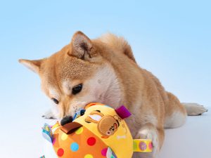 Cute Embroidered Squeaky Ball Interactive Dog Toys