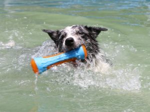 DogInteractiveChewToyOutdoorFloatingWaterToy-_8.jpg