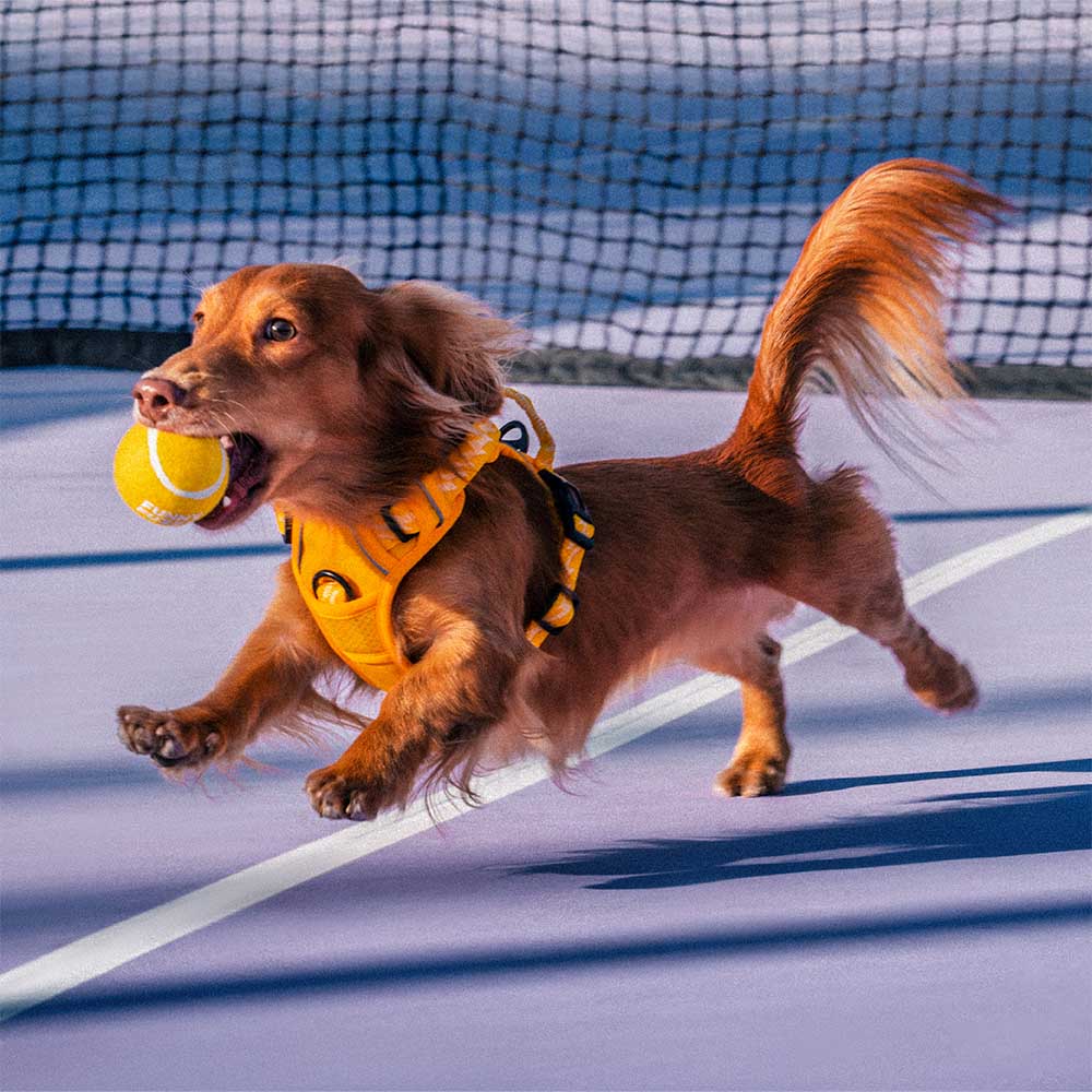 Tennis Ball Dog Toy - Squeaky & Bounce - Image 4