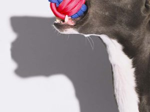FunnyFuzyy_KnotsBallTossDogToyColorClash9.jpg