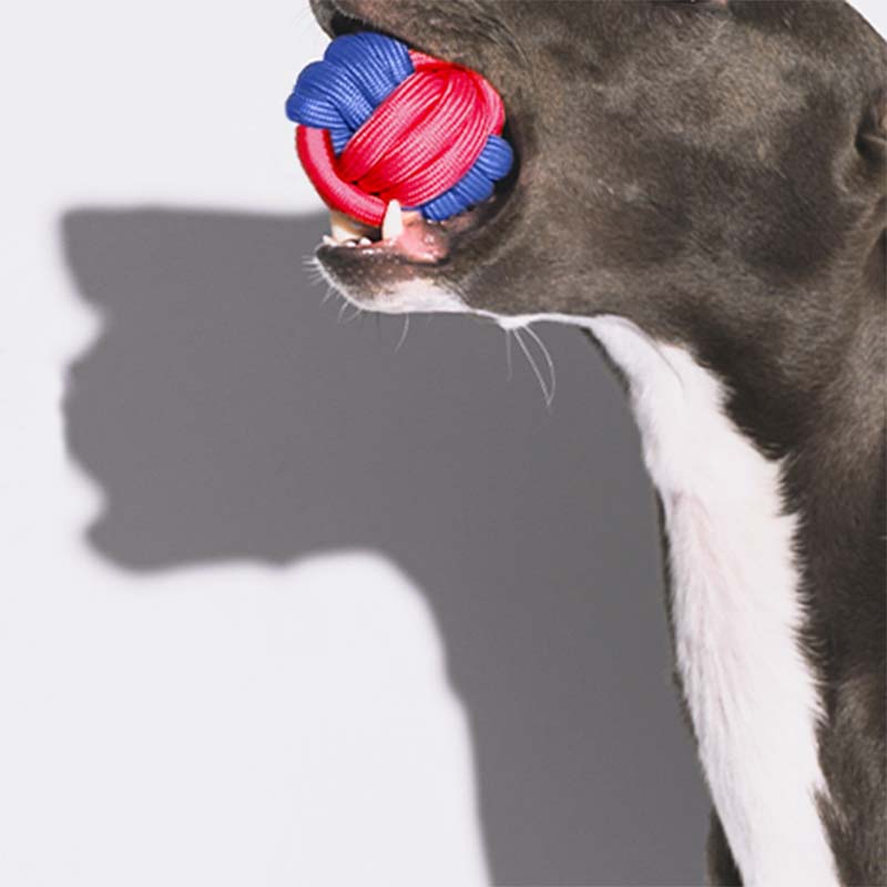 Knots Ball Throwing Dog Toy - Color Clash - Image 2