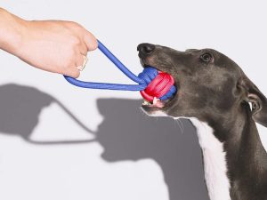 FunnyFuzyy_KnotsRopeTugDogToyColorClash8.jpg