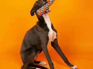 Funnyfuzzy_KnotsRopeDogToySetColorClash3.jpg