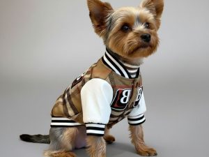 Plaid Baseball Dog Jacket – Sporty and Stylish Outerwear for Dogs