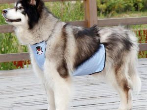 Waterproof Plaid Pet Slobber Bib Dog Belly Cover
